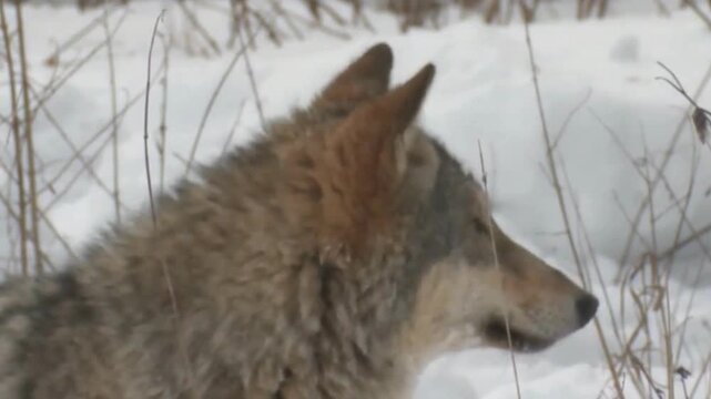 Gray Wolf Howling in Winter Snow Close Up