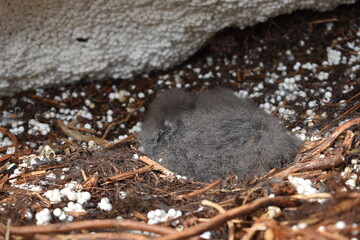 Leach's storm petrel chick (Hydrobates leucorhous) nesting in burrow made of microplastics and styrofoam. © Ian