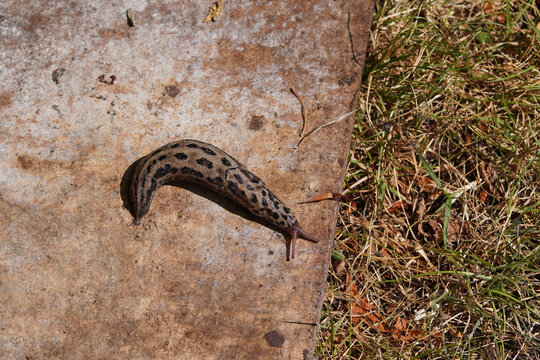 Great gray slug, leopard slug (Limax maximus), family Limacidae crawling over a manhole cover in the lawn. Verry spotted. Summer, Netherlands