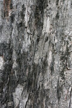 Pine tree bark texture