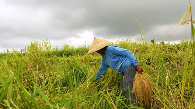Balinese woman harvests ripe rice by hand with a traditional ani-ani knife while wearing a caping hat, Jatiluwih Rice Terraces, Bali, Indonesia,. Ideal for travel and tourism videos