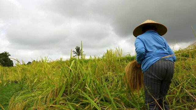 Balinese woman with harvested rice stalks in hand at Jatiluwih rice terraces