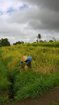 Vertical, Balinese woman harvests ripe rice by hand with a traditional ani-ani knife while wearing a caping hat, Jatiluwih Rice Terraces, Bali, Indonesia