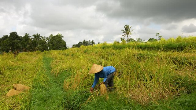 Mature Balinese farmhand working to harvest ripe rice by hand with a traditional ani-ani knife, Jatiluwih Rice Terraces, Bali, Indonesia, handheld view