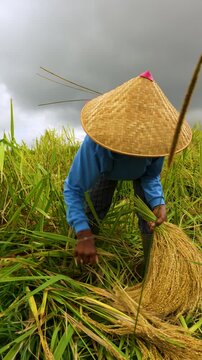 Vertical close-up, Balinese woman harvests ripe rice by hand with a traditional ani-ani knife while wearing a caping hat, Jatiluwih Rice Terraces, Bali, Indonesia