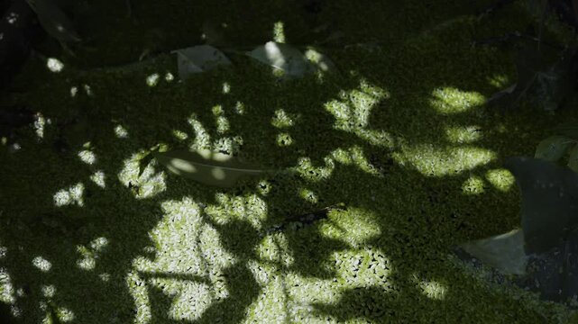 Natural Sunbeams Shining On Wet Vibrant Moss