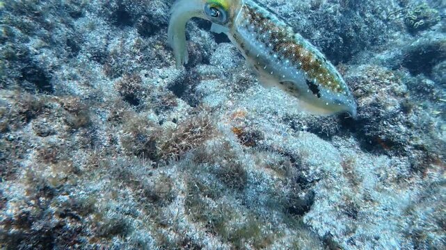 Marine Life and Ocean: 4K Underwater Video of a Caribbean Reef Squid Hovering Over a Coral Reef in Key Largo, Florida