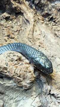 Black-tailed cribo snake resting across pale weathered wood in dry naturalistic habitat slowly crawls along enclosure, vertical