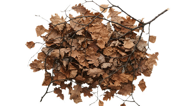 Pile of dry autumn brown leaves and branches isolated on transparent background