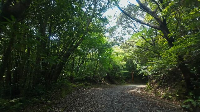 POV view along a forest path, Bise-Fukugi Tree Road in Bise, Motobu, Okinawa, Japan, surrounded by dense green trees and lush natural vegetation