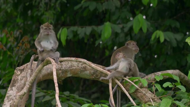 Three long-tailed macaques sit and move along a large tree branch in the Danum Valley rainforest, including a smaller juvenile among the adults.
