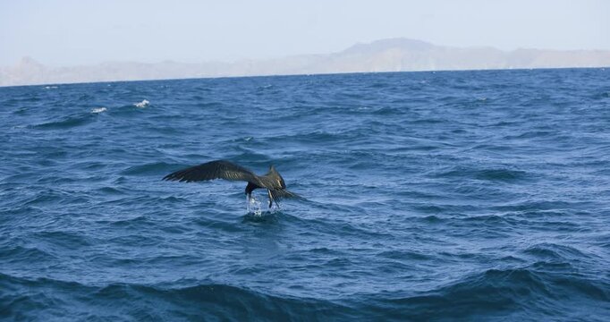 A magnificent frigatebird swoops over the ocean and snatches a fish from the water with its long, hooked bill.