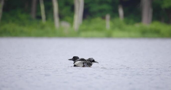 A common loon rests low on still lake water with lush summer vegetation reflected along the Maine shoreline