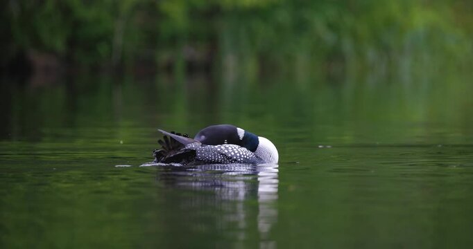 A common loon preens and grooms its feathers while floating on the calm green water of a peaceful lake.