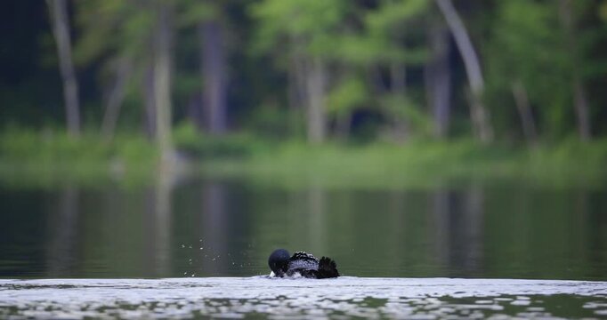 A common loon agitating water and grooming self in calm woodland lake environment