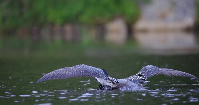 A common loon swims unfurls wings and shakes head at edge of a lake in Jay Maine during a calm summer day