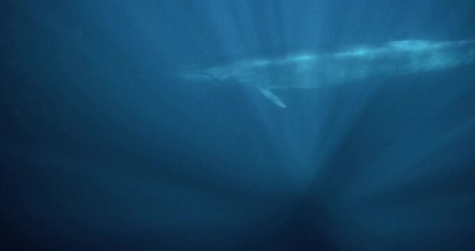 A massive brydes whale glides gracefully through deep blue ocean water as soft sunlight filters down from the surface.