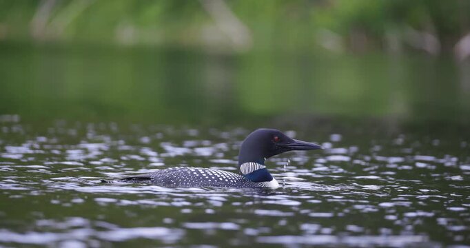 A solitary common loon moves across a serene Maine lake with soft green reflections filling the background