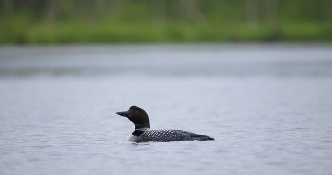 A common loon drifts across glassy Maine lake water framed by muted reflections from the green shoreline
