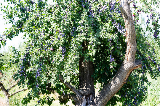 Pflaumen Prunus Domestica im Alten Land bei Hamburg