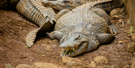 Fototapeta premium Crocodiles in nature swim in the lake. Many predators lie on the banks of the river, basking in the sun. Close-up of a crocodile.