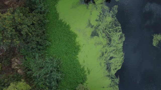 An aerial view of a large toxic Blue and Green Algae bloom on the River Lea during persistent heatwave and drought conditions.