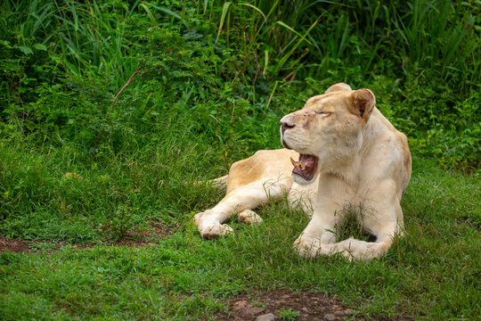 A close-up of a lioness against a backdrop of green grass. A majestic African lioness rests and observes the jungle. Powerful African wild animals in their natural habitat.