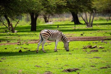 Naklejka premium Zebras walking in a green meadow and eating grass. African zebras in the savannah. Wild animals in their natural habitat.