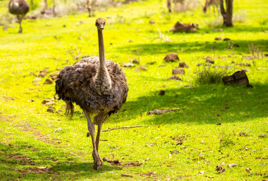 A close-up of an ostrich walking through a safari park against the backdrop of green nature.