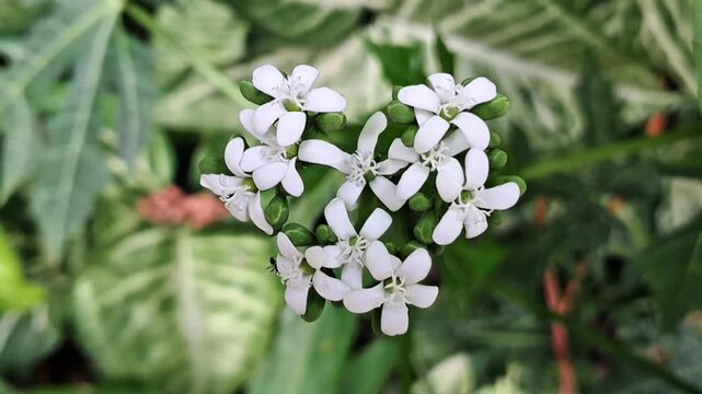 White Flowers with Ants on Green Plant in Tropical Garden