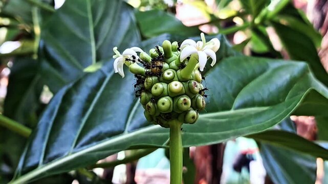 Tropical Plant Fruit Cluster with White Flowers and Insects in Natural Garden