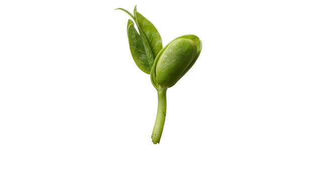 Green bean sprout with two leaves, isolated on transparent background