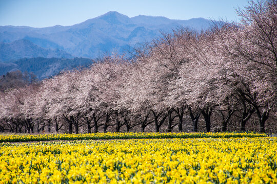 満開の桜並木の向こうにそびえる山と、手前に広がる黄色い水仙畑