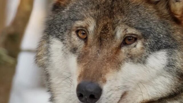 Gray Wolf Face Close Up with Amber Eyes