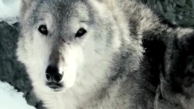 Gray Wolf With White Fur Close Up in Snow
