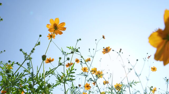 風に揺れるキバナコスモス畑のスローモーション動画