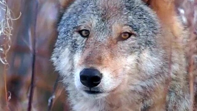 Gray Wolf Face Close Up in Winter Brush