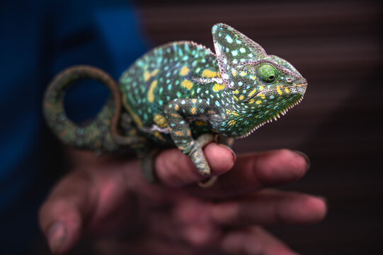 Close up male reptile enthusiast bonding, interacting, and gently handling his colorful two beloved exotic pet panther chameleons outdoor sunbathing