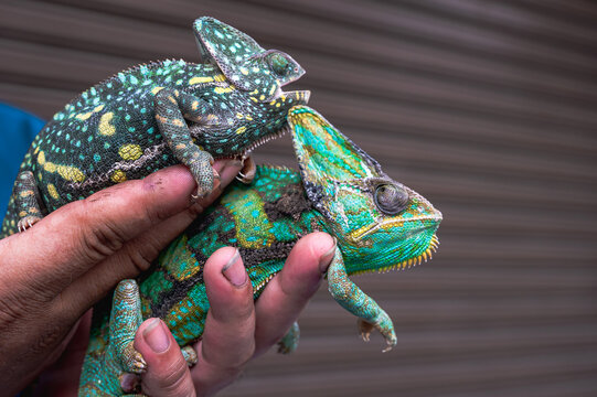 Close up male reptile enthusiast bonding, interacting, and gently handling his colorful two beloved exotic pet panther chameleons outdoor sunbathing time