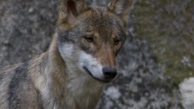 Gray Wolf Standing by Rock Face in Forest
