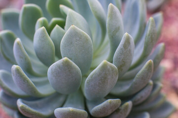 Fototapeta premium close-up Succulent flower in a pot in a greenhouse