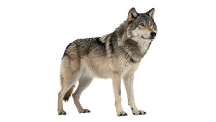 Naklejka premium Wild grey wolf standing proud looking alert carnivore isolated on transparent background