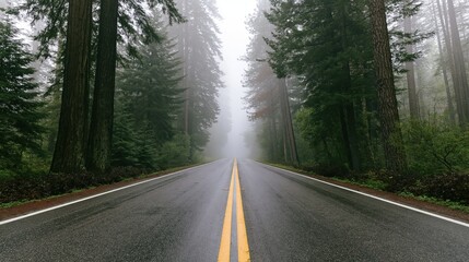 Naklejka premium The Forest Road Through Misty Fog Between Tall Evergreen Trees