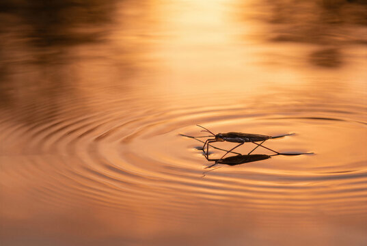 Golden sunset reflection on calm pond, water strider pondskater creating concentric ripple under surface tension.