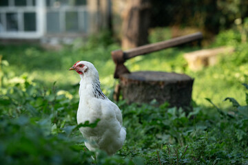 Obraz premium White chicken near a chopping block with an axe in a rural yard