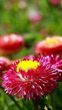Pink flower in a lush flower garden. Vertical design in 9:16 ratio. Smartphone and social media ready.