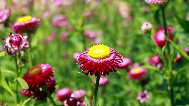 pink flower in a lush flower meadow