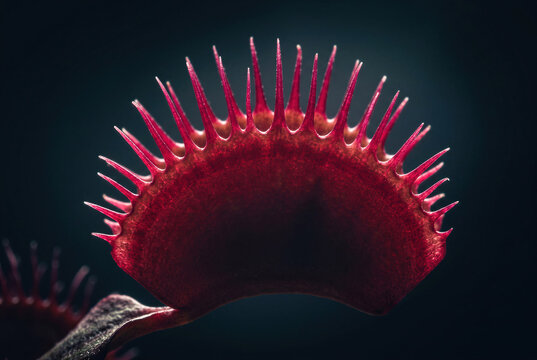 Dramatic backlight on red venus flytrap carnivorous trap, showing botanical dionaea spikes and teeth.
