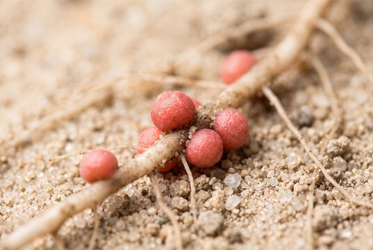 Rhizobium bacteria root nodule on legume, natural nitrogen symbiosis in soil for agriculture biology.