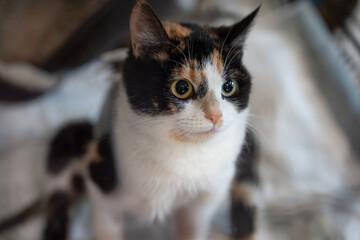 Close-up of a calico cat looking up at the camera © Tsyb Oleh